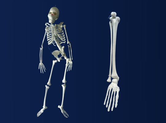 Anatomy Lab Facility Image